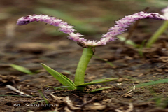 Aponogeton satarensis